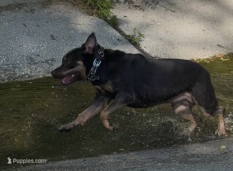 Prada – Rottweiler, American Pit Bull Terrier puppy for sale in Parkville, MD