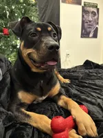 Prada, a female Rottweiler and American Pit Bull Terrier for sale in Parkville, MD – 3 of 6