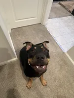 Prada, a female Rottweiler and American Pit Bull Terrier for sale in Parkville, MD – 4 of 6