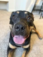 Prada, a female Rottweiler and American Pit Bull Terrier for sale in Parkville, MD – 6 of 6