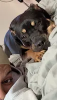 Prada, a female Rottweiler and American Pit Bull Terrier for sale in Parkville, MD – 2 of 6
