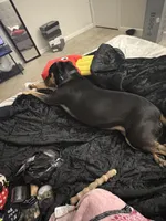 Prada, a female Rottweiler and American Pit Bull Terrier for sale in Parkville, MD – 5 of 6