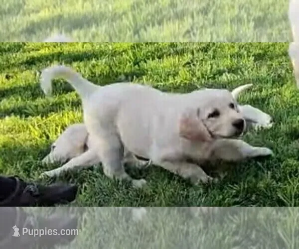 Dark Blue – Labrador Retriever puppy for sale in Cedaredge, CO