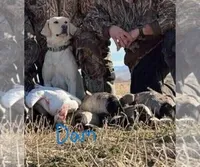 Dark Blue, a female Labrador Retriever for sale in Cedaredge, CO – 8 of 9