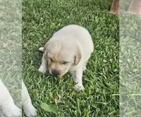 Dark Blue, a female Labrador Retriever for sale in Cedaredge, CO – 4 of 9