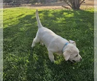 Light Blue, a male Labrador Retriever for sale in Cedaredge, CO – 2 of 6