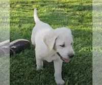 Green, a male Labrador Retriever for sale in Cedaredge, CO – 2 of 4