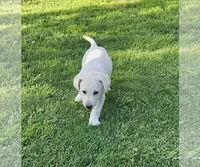 Lime Green, a female Labrador Retriever for sale in Cedaredge, CO – 4 of 4