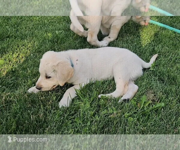 Light Blue – Labrador Retriever puppy for sale in Cedaredge, CO