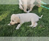 Light Blue, a male Labrador Retriever for sale in Cedaredge, CO – 1 of 6