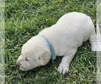 Light Blue, a male Labrador Retriever for sale in Cedaredge, CO – 5 of 6