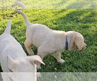 Dark Blue, a female Labrador Retriever for sale in Cedaredge, CO – 2 of 9