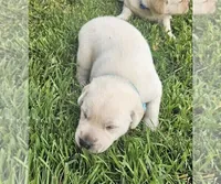 Light Blue, a male Labrador Retriever for sale in Cedaredge, CO – 6 of 6