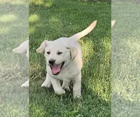 Green, a male Labrador Retriever for sale in Cedaredge, CO – 1 of 4