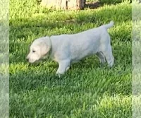 Green, a male Labrador Retriever for sale in Cedaredge, CO – 4 of 4