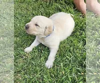 Dark Blue, a female Labrador Retriever for sale in Cedaredge, CO – 3 of 9