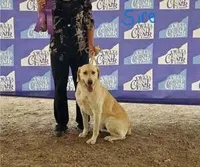 Dark Blue, a female Labrador Retriever for sale in Cedaredge, CO – 9 of 9