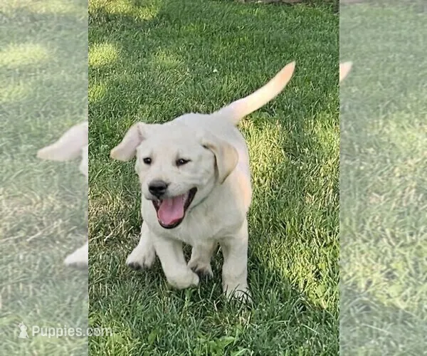 Green – Labrador Retriever puppy for sale in Cedaredge, CO