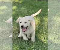 Green, a male Labrador Retriever for sale in Cedaredge, CO – 1 of 4