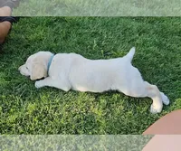Light Blue, a male Labrador Retriever for sale in Cedaredge, CO – 3 of 6