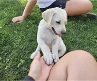 Lime Green, a female Labrador Retriever for sale in Cedaredge, CO – 3 of 4