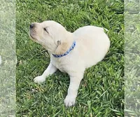 Dark Blue, a female Labrador Retriever for sale in Cedaredge, CO – 7 of 9