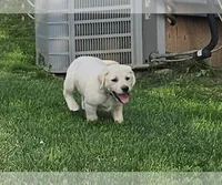 Green, a male Labrador Retriever for sale in Cedaredge, CO – 3 of 4