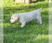 Green, a male Labrador Retriever for sale in Cedaredge, CO – 4 of 4