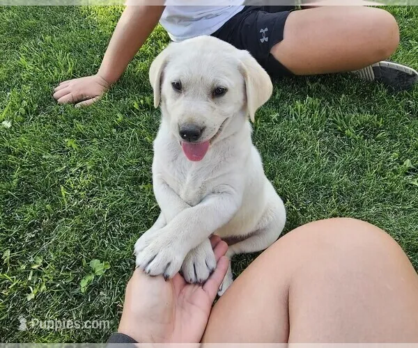 Lime Green – Labrador Retriever puppy for sale in Cedaredge, CO