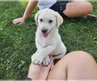 Lime Green, a female Labrador Retriever for sale in Cedaredge, CO – 1 of 4