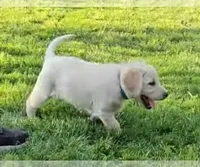 Dark Blue, a female Labrador Retriever for sale in Cedaredge, CO – 5 of 9