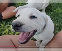 Light Blue, a male Labrador Retriever for sale in Cedaredge, CO – 4 of 6