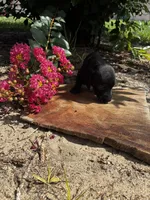 Madam Noir, a female Miniature Dachshund for sale in Clermont, FL – 9 of 13