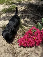 Shelly, a female Miniature Dachshund for sale in Clermont, FL – 7 of 7