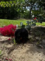 Shelly, a female Miniature Dachshund for sale in Clermont, FL – 2 of 7