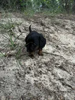 Kodac, a male Miniature Dachshund for sale in Clermont, FL – 3 of 5