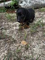 Kodac, a male Miniature Dachshund for sale in Clermont, FL – 5 of 5