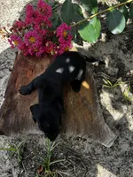Madam Noir, a female Miniature Dachshund for sale in Clermont, FL – 6 of 13
