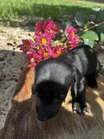 Madam Noir, a female Miniature Dachshund for sale in Clermont, FL – 2 of 13