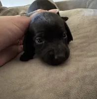Madam Noir, a female Miniature Dachshund for sale in Clermont, FL – 7 of 13