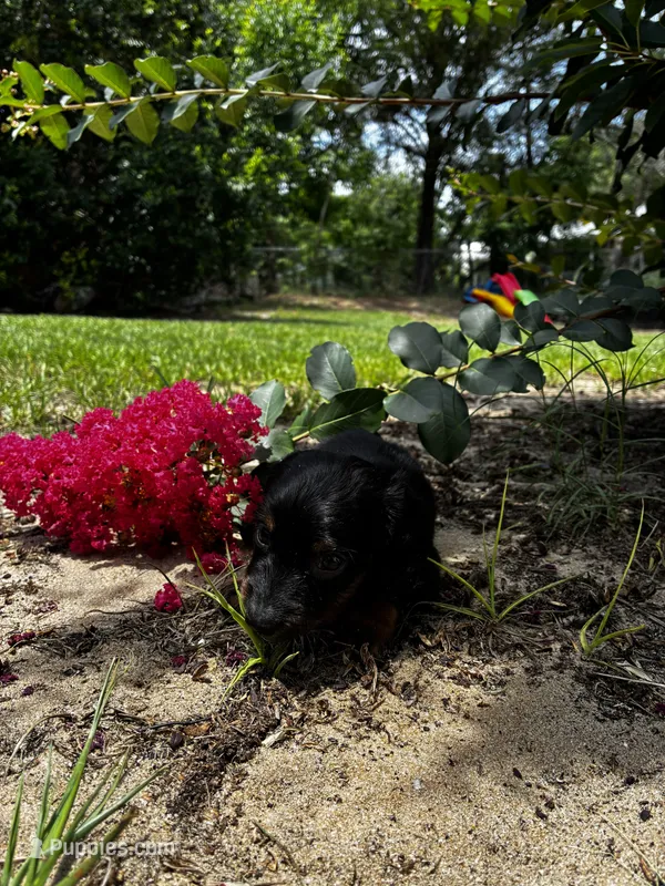 Shelly – Miniature Dachshund puppy for sale in Clermont, FL