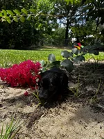 Shelly, a female Miniature Dachshund for sale in Clermont, FL – 1 of 7