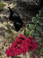 Shelly, a female Miniature Dachshund for sale in Clermont, FL – 4 of 7
