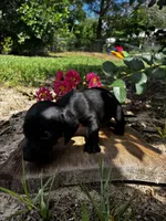 Madam Noir, a female Miniature Dachshund for sale in Clermont, FL – 10 of 13