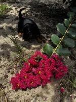 Shelly, a female Miniature Dachshund for sale in Clermont, FL – 6 of 7