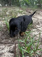 Kodac, a male Miniature Dachshund for sale in Clermont, FL – 4 of 5