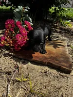 Madam Noir, a female Miniature Dachshund for sale in Clermont, FL – 4 of 13