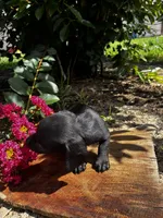 Madam Noir, a female Miniature Dachshund for sale in Clermont, FL – 13 of 13