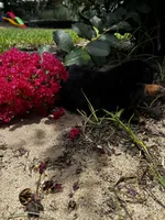 Shelly, a female Miniature Dachshund for sale in Clermont, FL – 5 of 7