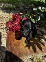 Madam Noir, a female Miniature Dachshund for sale in Clermont, FL – 3 of 13